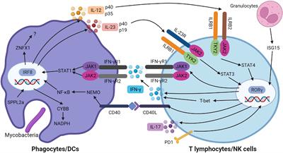 An Updated Review on MSMD Research Globally and A Literature Review on the Molecular Findings, Clinical Manifestations, and Treatment Approaches in China